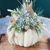 Succulent Pumpkin Workshop: September 29, 2023